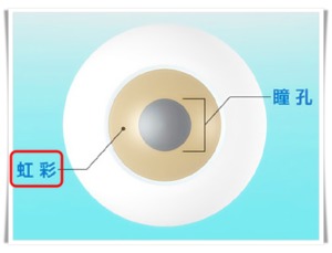 幸せをよぶジンクス 左右の目の色が違う神秘的な瞳 オッドアイ とは 激レア オッドアイの馬がいた イタリア語 国際結婚 マルチリンガル子育てママブログ